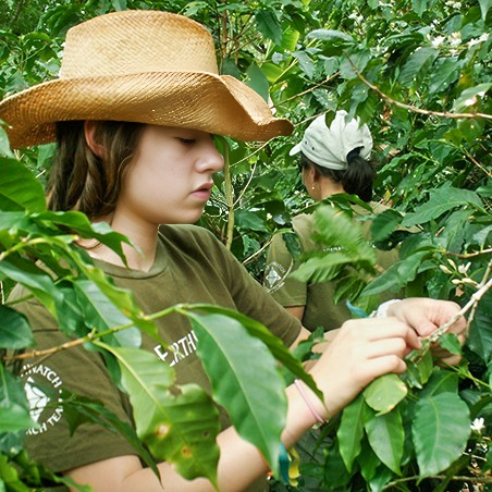 Two teen girls counting seeds off of vegetation for research purposes.