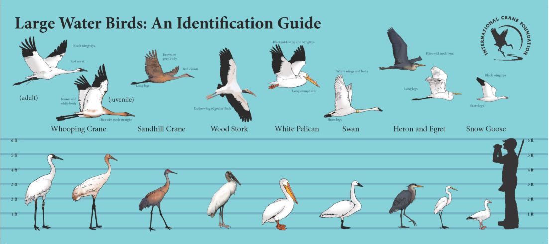 A handout given to hunters to help them identify Whooping Cranes.