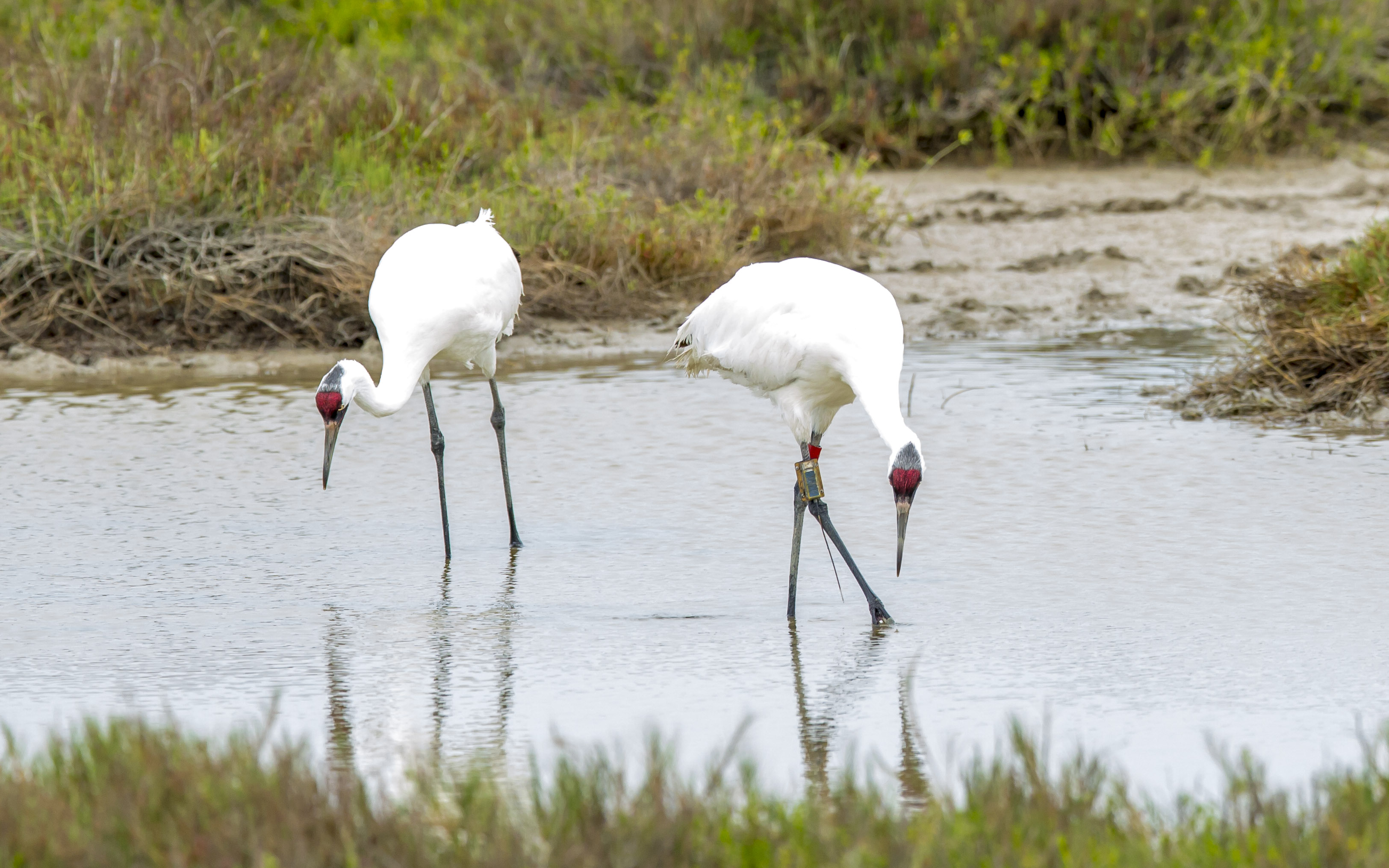 Whooping cranes foraging in Texas