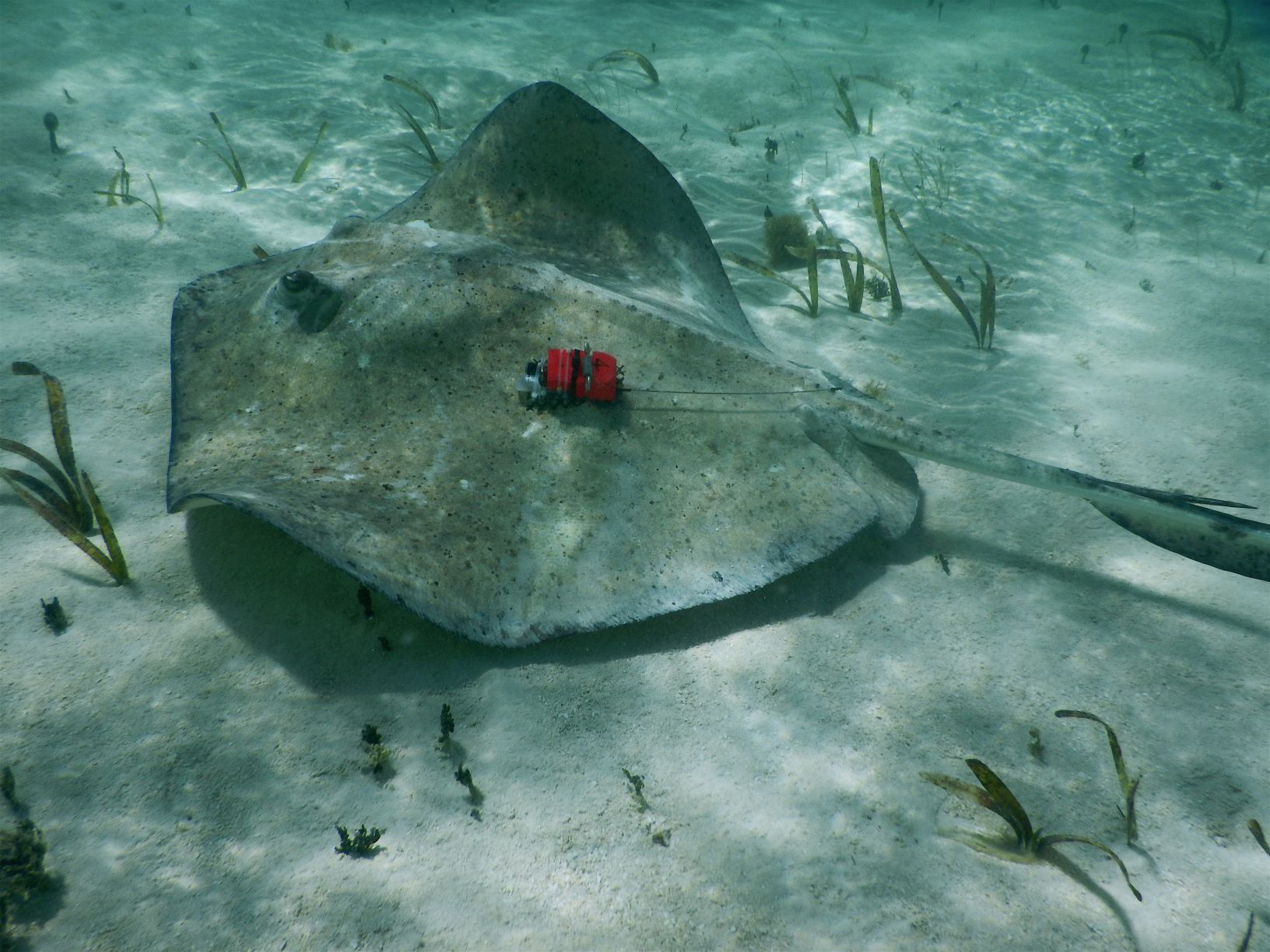 Southern stingray with accelerometer
