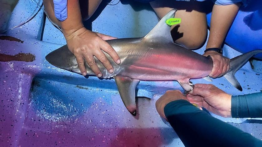 A participant takes a fin clip as a DNA sample from a juvenile blacktip shark (Carcharhinus limbatus) that was captured on a coastal longline survey. 