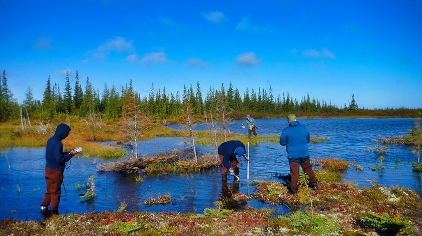 Three Earthwatch volunteers wading in the wetlands to study climate change in the arctic