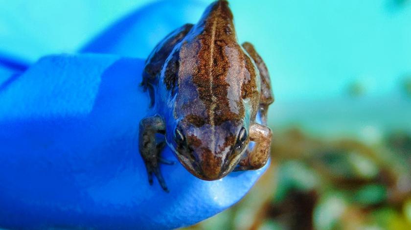 A moor frog (Rana arvalis) 