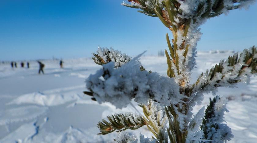 A snow covered Evergreen with Earthwatch participants conducting snowpack research in the distance (C) Billy