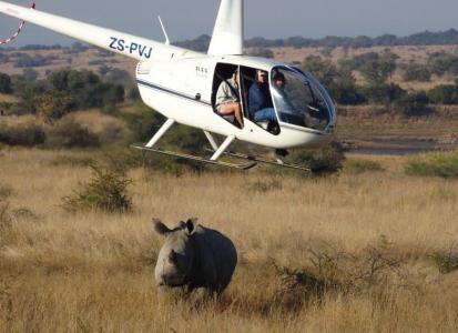 A rhino being pursued by the helicopter (Courtesy Bieke Maex).