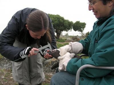 An Earthwatch volunteer measuring the beak of an African Penguin (courtesy Anthony Brown)