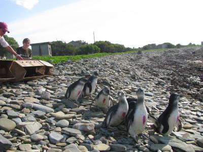 Earthwatch volunteers releasing African penguins on the rocky shore.