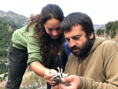 measuring mammals in the pyrenees