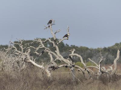 Birds perched in a tree