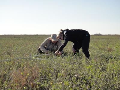 Earthwatch volunteers conducting a vegetation survey