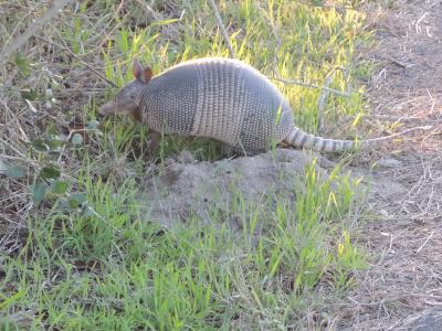 An armadillo on the side of the road