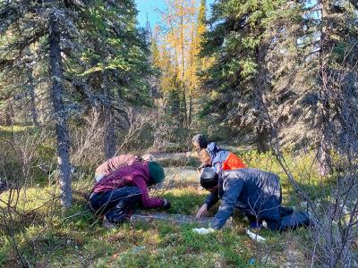 The research team conducting seedling searches in a white spruce forest as part of the Global Treeline Range Expansion Experiment (G-TREE).