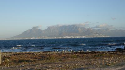 African penguins standing on the shores of Robben Island