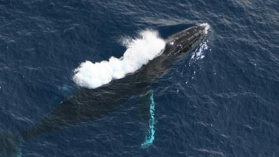 A surfacing humpback whale