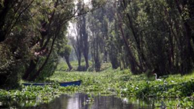 Earthwatch Blog Article: Growing greens and going green in Mexico’s wetlands