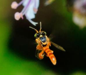 A bee (Tetragonisca angustula) approaches a flower