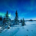 Snowshoe Hare Tracks And The Aurora Borealis in Manitoba