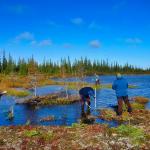 Three Earthwatch volunteers wading in the wetlands to study climate change in the arctic