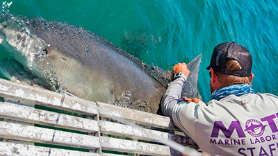 A researcher doing a workup of a shark which includes measuring, identifying, and taging the sharks before releasing them.
