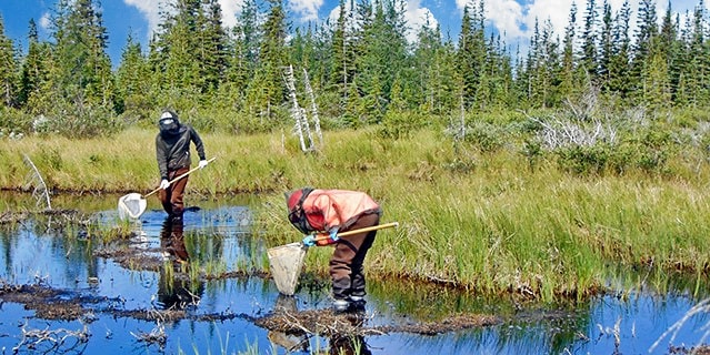Two people wading in wetlands to catch creatures in a butterfly net for research purposes.