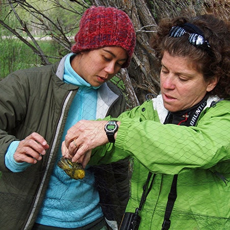 Two women releasing a bird caught in a net for research purposes.