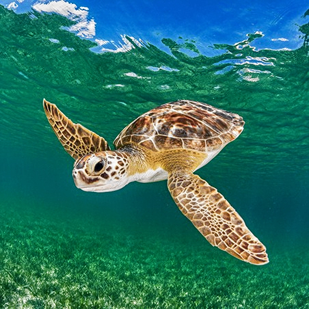 A green sea turtle (Chelonia mydas), also known as the green turtle, black (sea) turtle or Pacific green turtle.