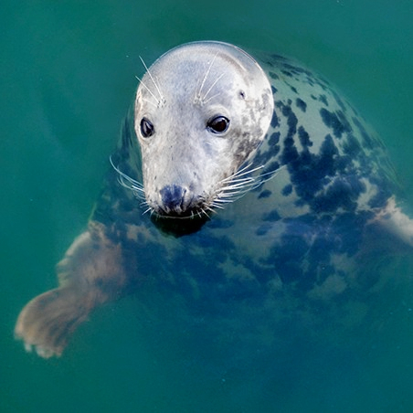 The spotted seal (Phoca largha), also known as the larga seal or largha seal