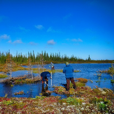 Three people wading through wetlands in Churchill, Manitoba, Canada to collect data.