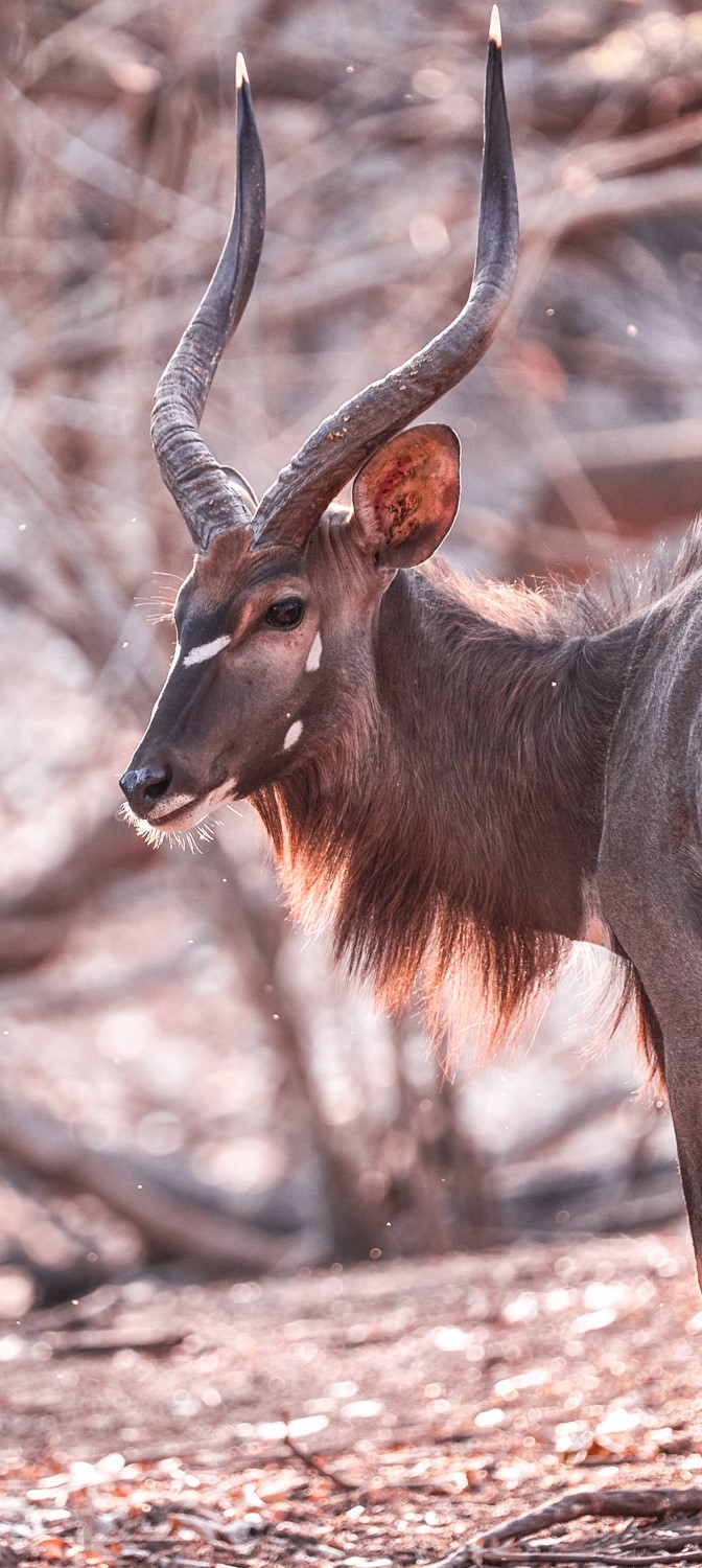 An African antelope (credit Nico Wills)