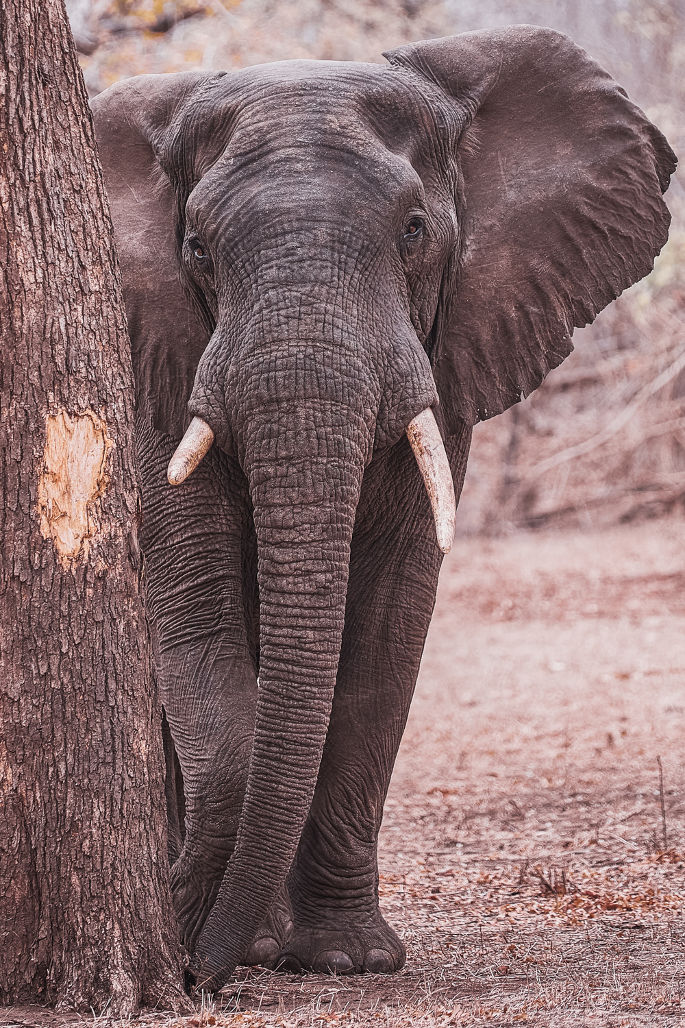 An African elephant (credit Nico Wills)