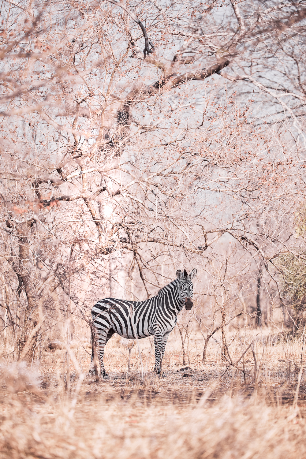 A zebra in Africa (credit Nico Wills)
