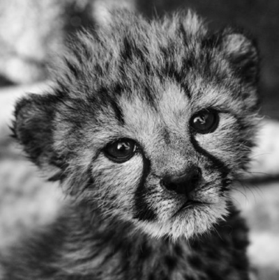 A small cheetah cub (credit Nico Wills)