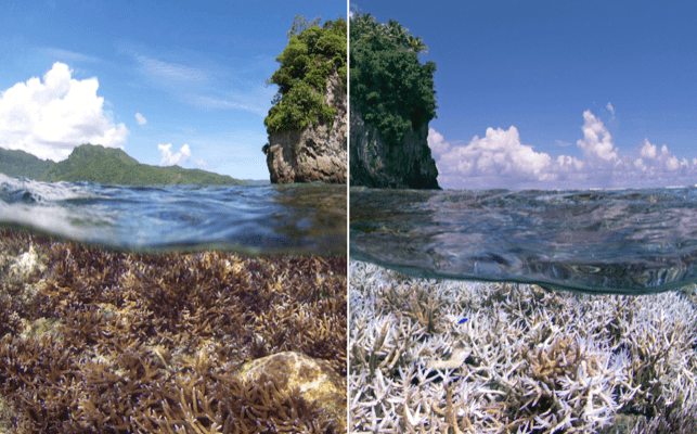 The difference between a vibrant, healthy reef and a bleached reef (Courtesy XL Catlin Seaview Survey)