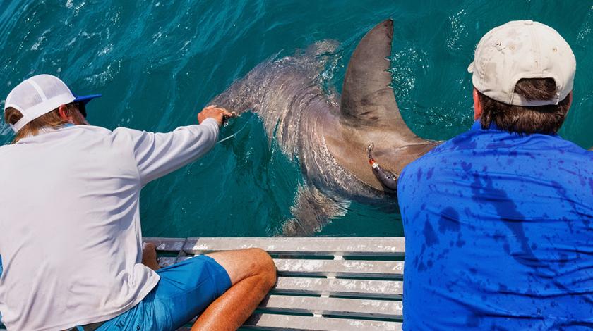 Two researchers catch a Hammerhead shark (Sphyrnidae) so they can measure, identify, and tag the shark before releasing it
