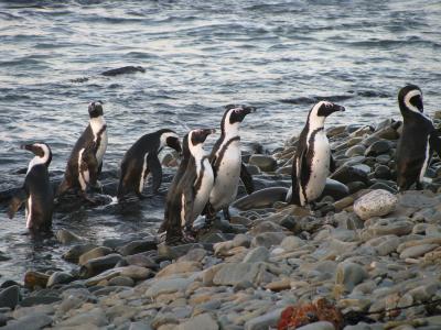 African Penguins waddling over the rocky shore of Robben Island (courtesy Sara Stroman)