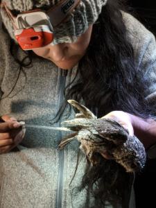 An Earthwatch volunteer examines the tail feathers of an owl in Arizona (C) Zach Zimmerman