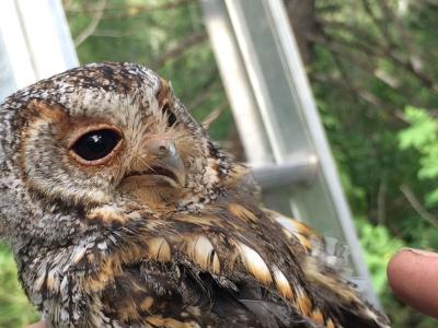 A flammulated owl in Utah (C) Caroline Dunn