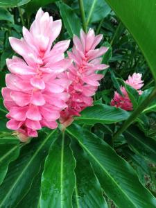 A tropical flower (C) Caroline Dunn
