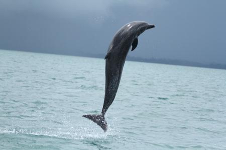 A dolphin leaps out of the water (C) Dr. Lenin Correa Oviedo