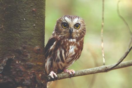 A flammulated owl in Utah (C) Shutterstock
