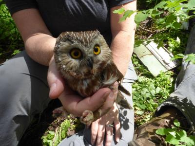 A flammulated owl is examined in Utah (C) Grant Dornfeld