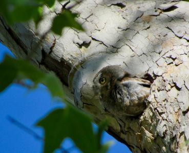 An owl in a tree cavity in Arizona (C) Dave Oleyar