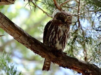 A northern pygmy owl in Arizona
