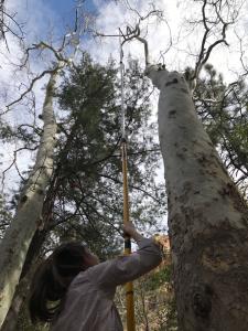 An Earthwatch volunteer checks tree cavities with a pole camera in Arizona (C) Dr. Dave Oleyar