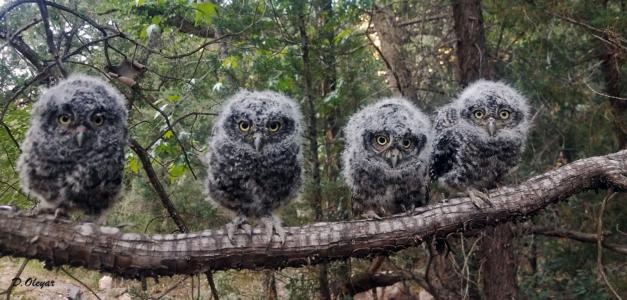 Four fledgling whiskered screech owls in Arizona (C) Dave Oleyar
