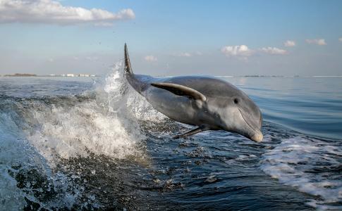 Bottlenose dolphins are common along the coast of Florida.