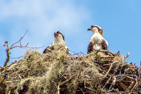 Osprey nest in Sarasota, Florida.