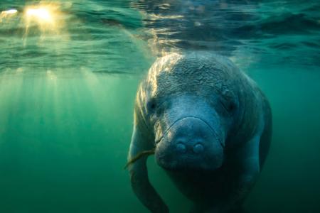 Curious West Indian Manatee enjoying the warm spring water during a cold snap in Florida.