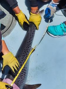 From a boat on the open ocean, Earthwatch participants will assist researchers in identifying shark species, tagging and measuring individuals, and collecting environmental data such as water depth, temperature, and conditions.