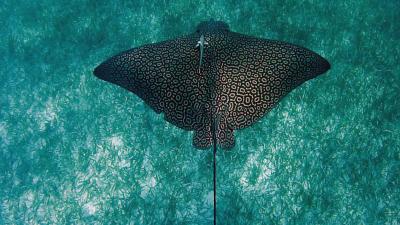 White spotted eagle ray